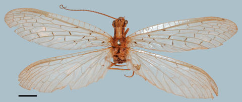 Chloroniella peringueyi SAM-MEG-A000001 holotype (SAMC)