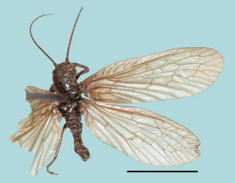 Leptosialis necopinata Holotype GEN 2081A (AMGS)