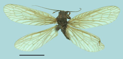 Leptosialis necopinata paratype GEN 2081C (AMGS)